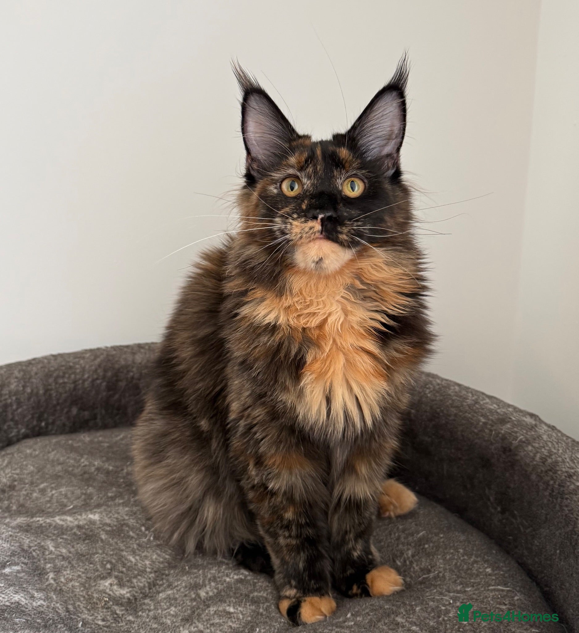 Maine Coon cats Ready to go ☺️ - Advert 2