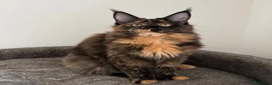 Maine Coon 1