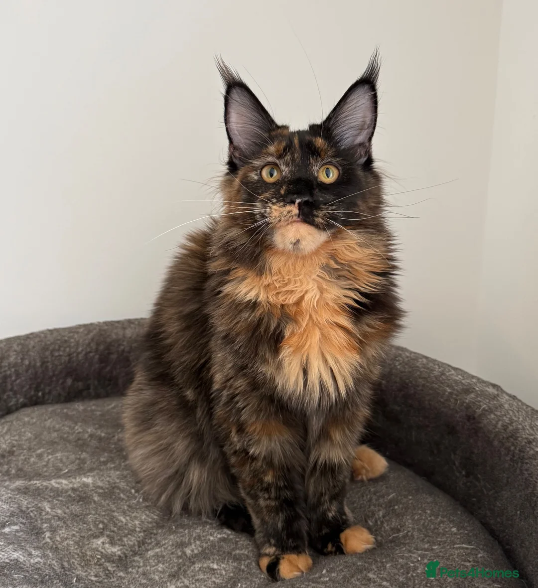 Maine Coon cats for sale: Ready to go ☺️ - Advert 2