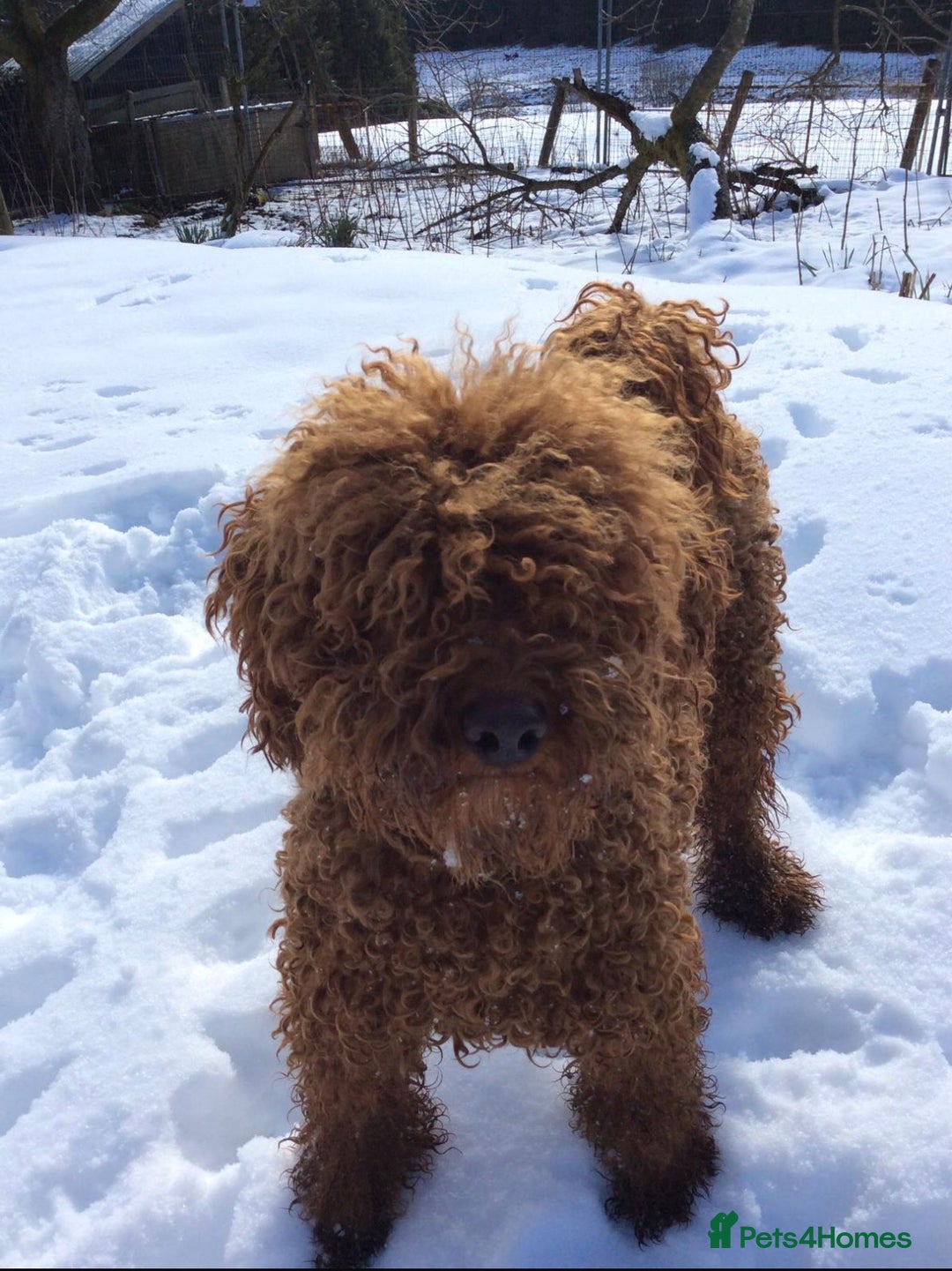 Cockapoo dogs for sale: Red Mini Cockapoo Puppies-Ready - 14 of January  - Advert 13