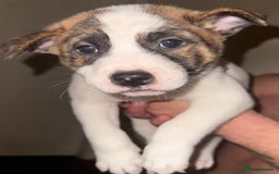 Mixed Breed dogs for sale: Akita Mix with Staffordshire Bull Terrier - Image 5