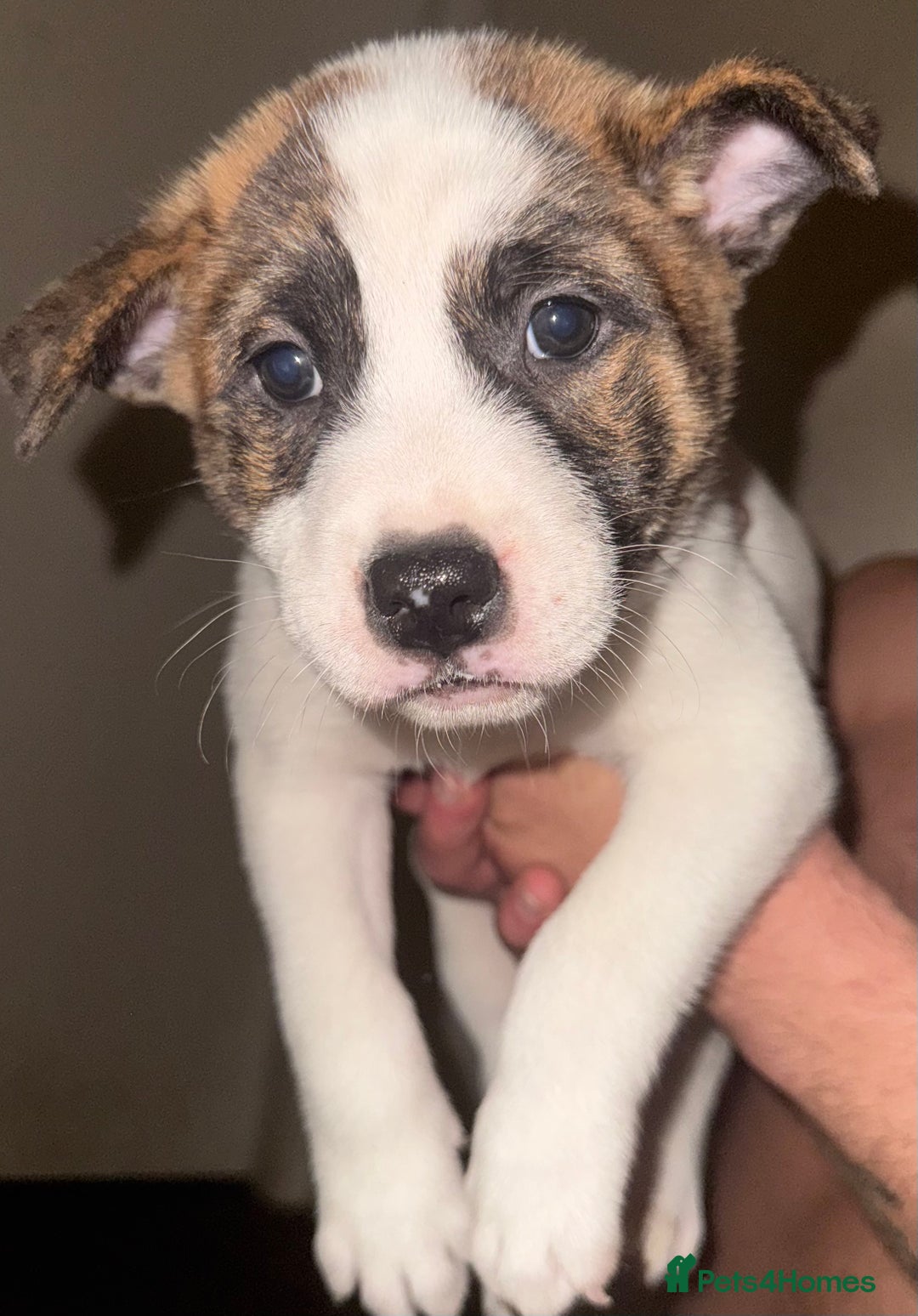 Mixed Breed dogs for sale: Akita Mix with Staffordshire Bull Terrier - Image 5