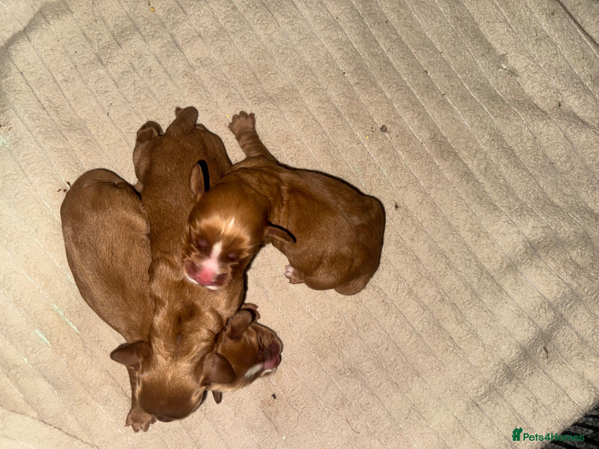 Cocker Spaniel dogs KC COCKER SPANIELS  - Advert 2