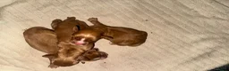 Cocker Spaniel dogs for sale: KC COCKER SPANIELS  - Advert 3