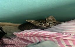 Domestic Shorthair cats for sale: 4 beautiful mixed kittens - Image 8