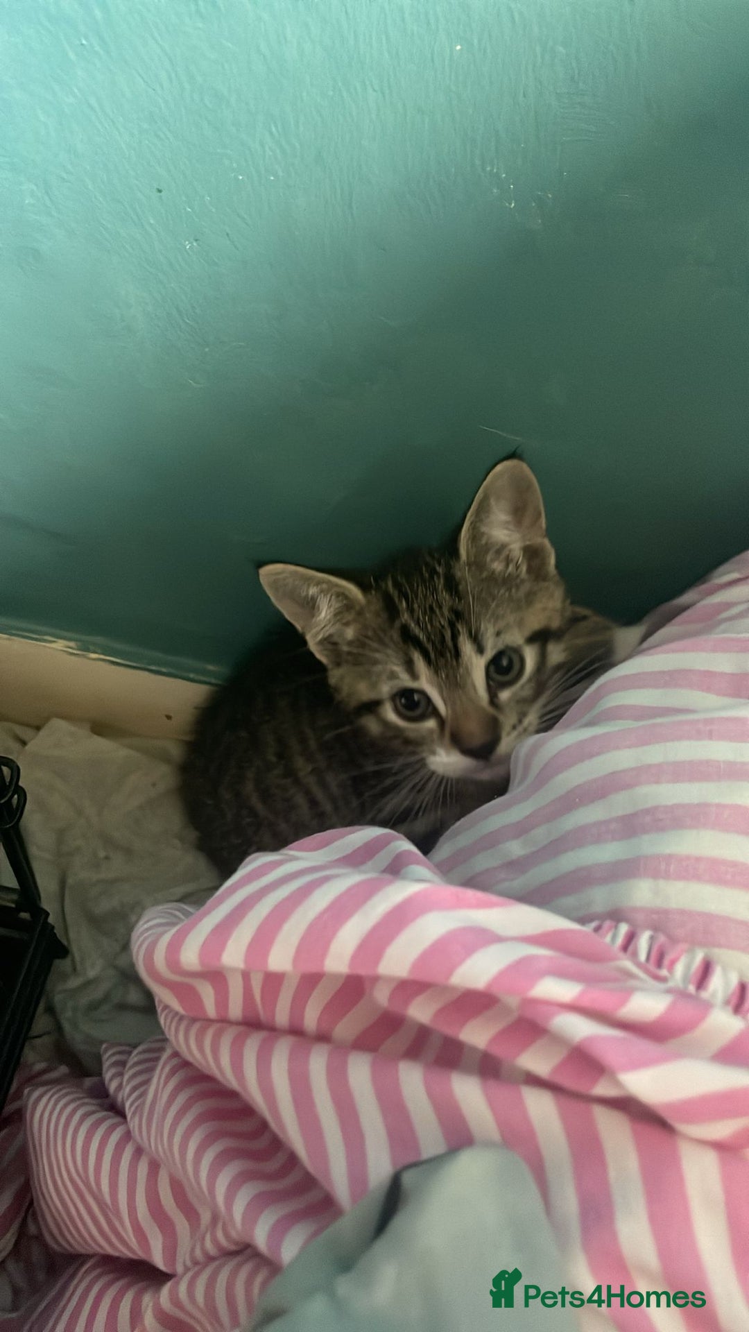 Domestic Shorthair cats for sale: 4 beautiful mixed kittens - Image 8