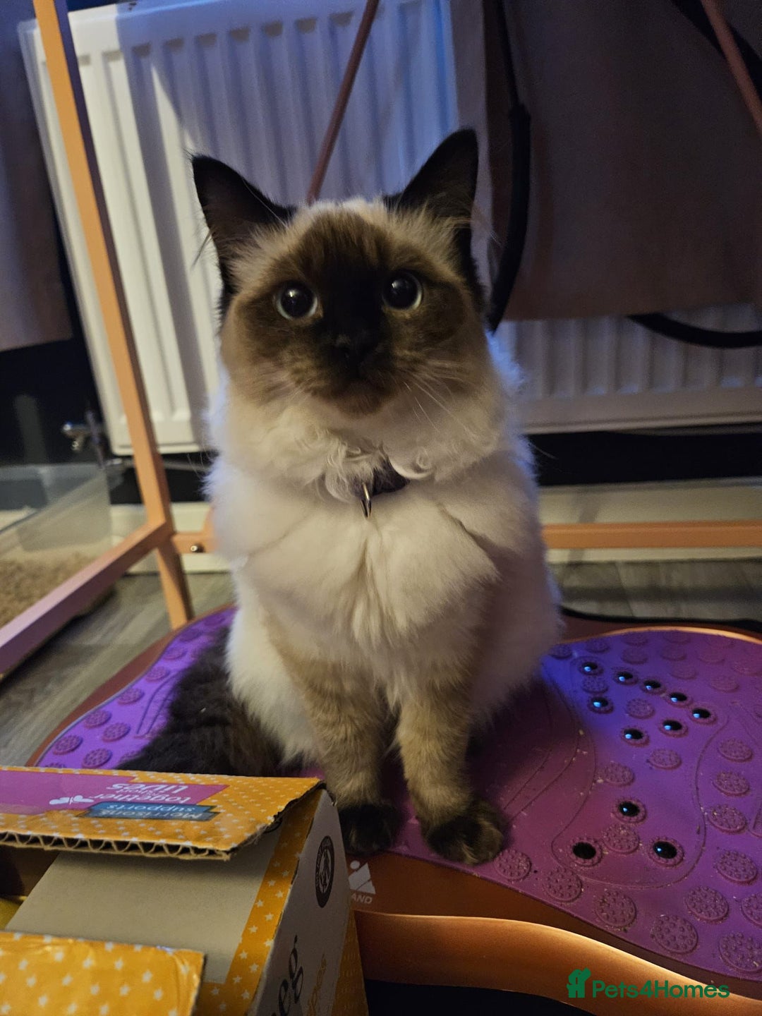 Ragdoll cats for sale: 2 female ragdolls  - Advert 1