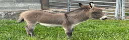 Donkey livestock for sale: Miniature Mediterranean Donkey  - Advert 5