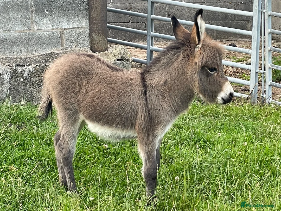 Donkey livestock for sale: Miniature Mediterranean Donkey  - Advert 5