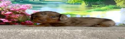 Miniature Dachshund dogs for sale: KC long haired dachshunds - Advert 4