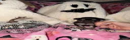 Chihuahua dogs for sale: ✨ EXQUISITE HUSKY MARKED LONG COAT CHIHUAHUAS ✨ - Advert 28