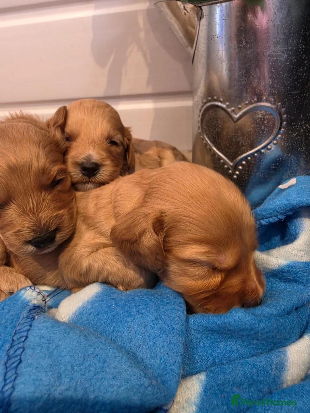 Cockapoo dogs for sale: 🐾fabulous F1 showtype cockapoo puppies 🐶  - Advert 11