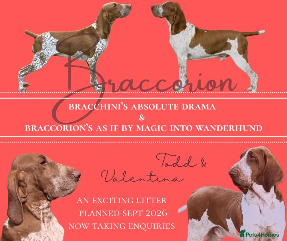 Bracco Italiano dogs ⭐️⭐️⭐️Top Breeder 2021,22,23,24,25⭐️⭐️⭐️ - Advert 1
