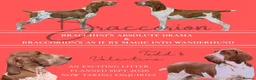 Bracco Italiano dogs for sale: ⭐️⭐️⭐️Top Breeder 2021,22,23,24,25⭐️⭐️⭐️ - Advert 1