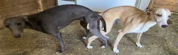 Whippet dogs for sale: Beautiful whippet puppies for sale  - Advert 7