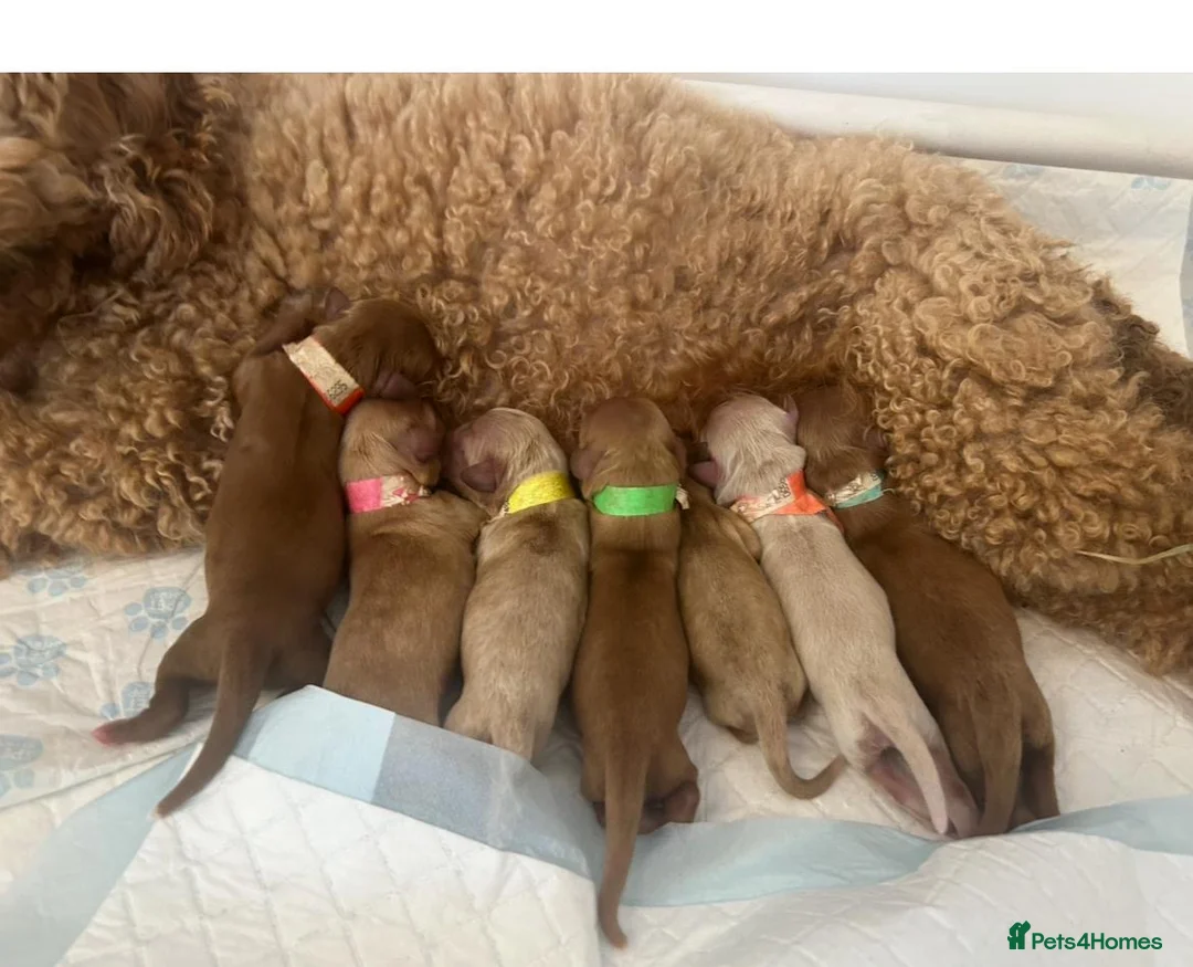 Toy Poodle dogs for stud: Fully health tested red toy poodle for STUD  - Advert 6