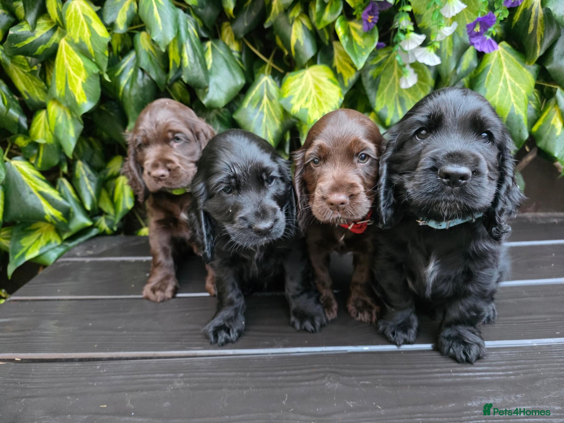 Cocker Spaniel dogs Pedigree cocker spaniel pups READY NOW !  - Advert 11