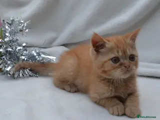 Persian cats (1 LEFT) Adorable Purebred Persian Kittens!!! - Advert 13