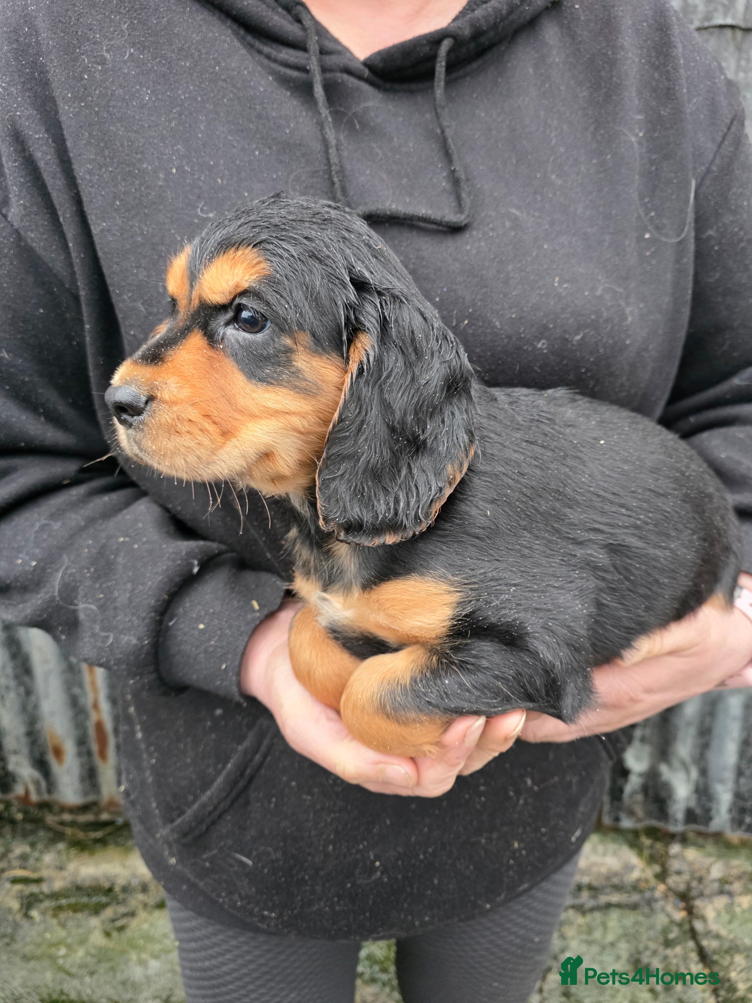 Cocker Spaniel dogs Cocker Spaniel puppies, ready to leave now - Advert 3