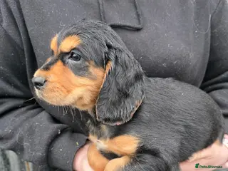 Cocker Spaniel dogs Cocker Spaniel puppies, ready to leave now - Advert 3
