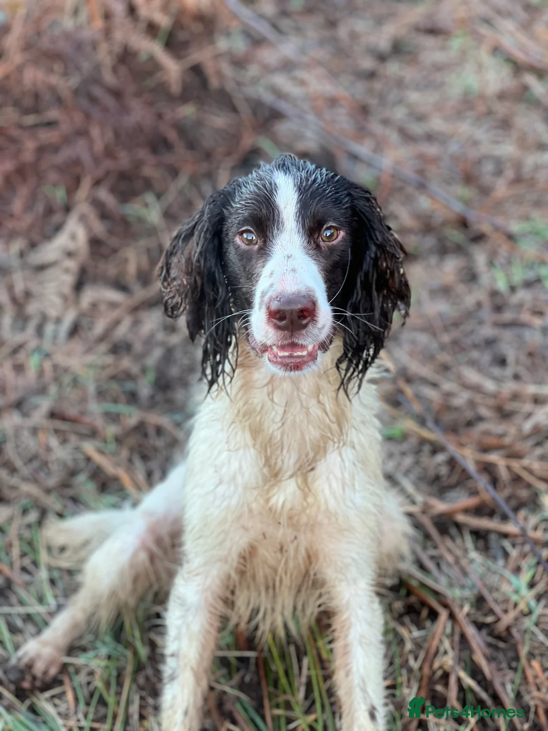 English Springer Spaniel dogs for stud: Springer dog at stud  in Preston - Advert 5