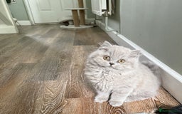 British Shorthair cats for sale: RESERVED! Last British Longhair girl  - Image 4