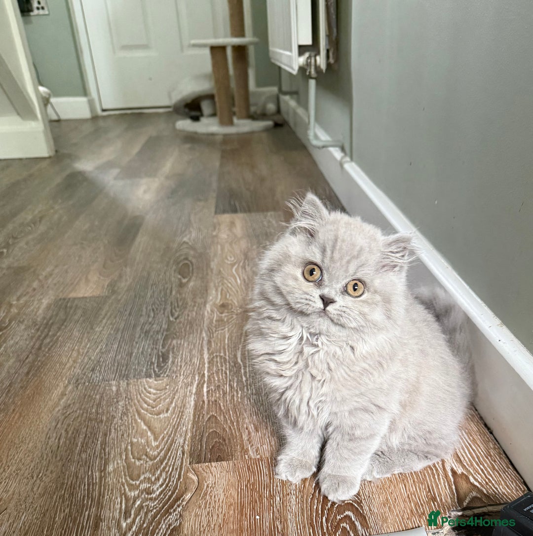 British Shorthair cats for sale: RESERVED! Last British Longhair girl  - Image 4