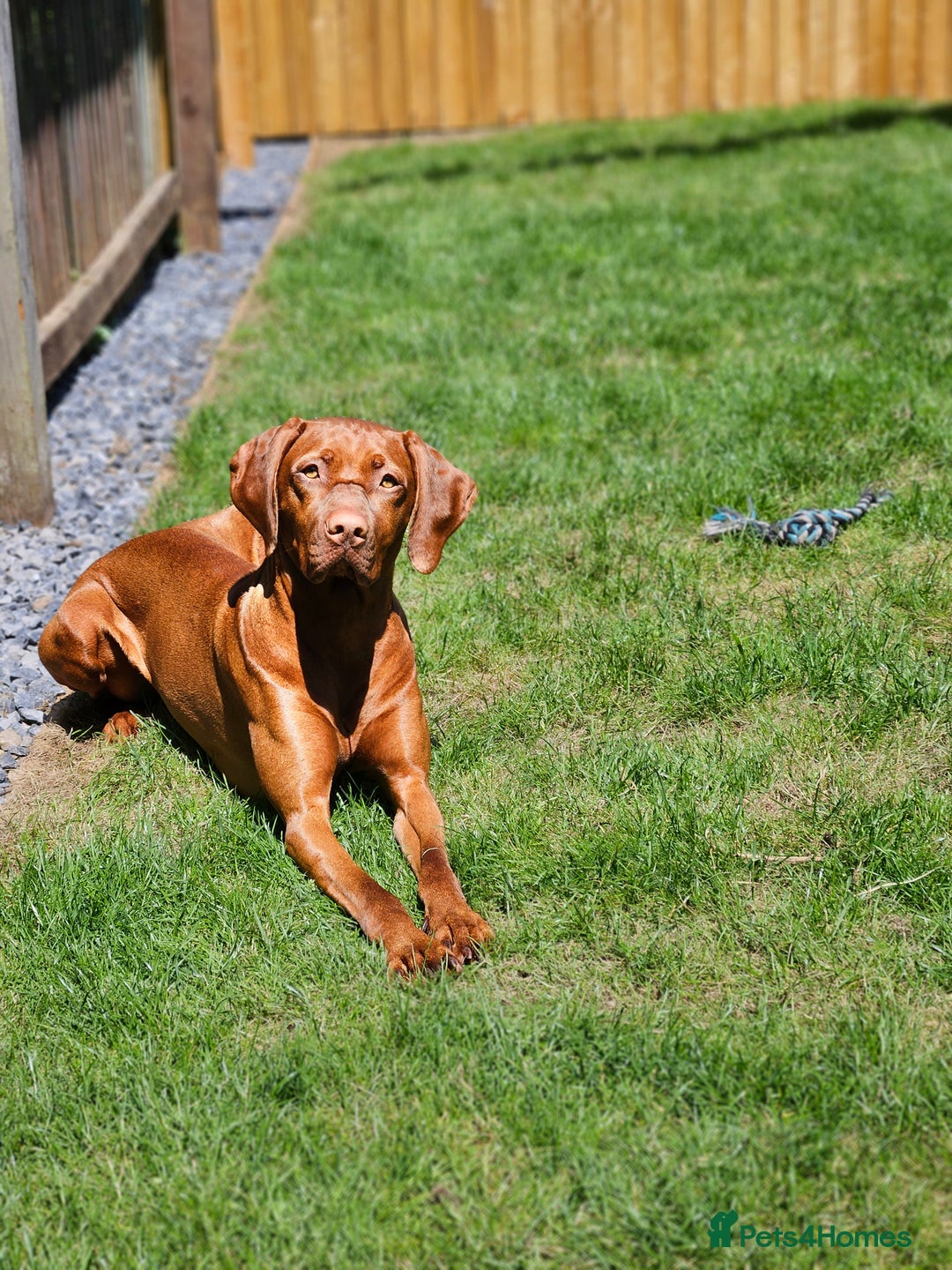 Hungarian Vizsla dogs for sale: 🏆🇭🇺 KC Registered Hungarian Vizsla Pups - Advert 4