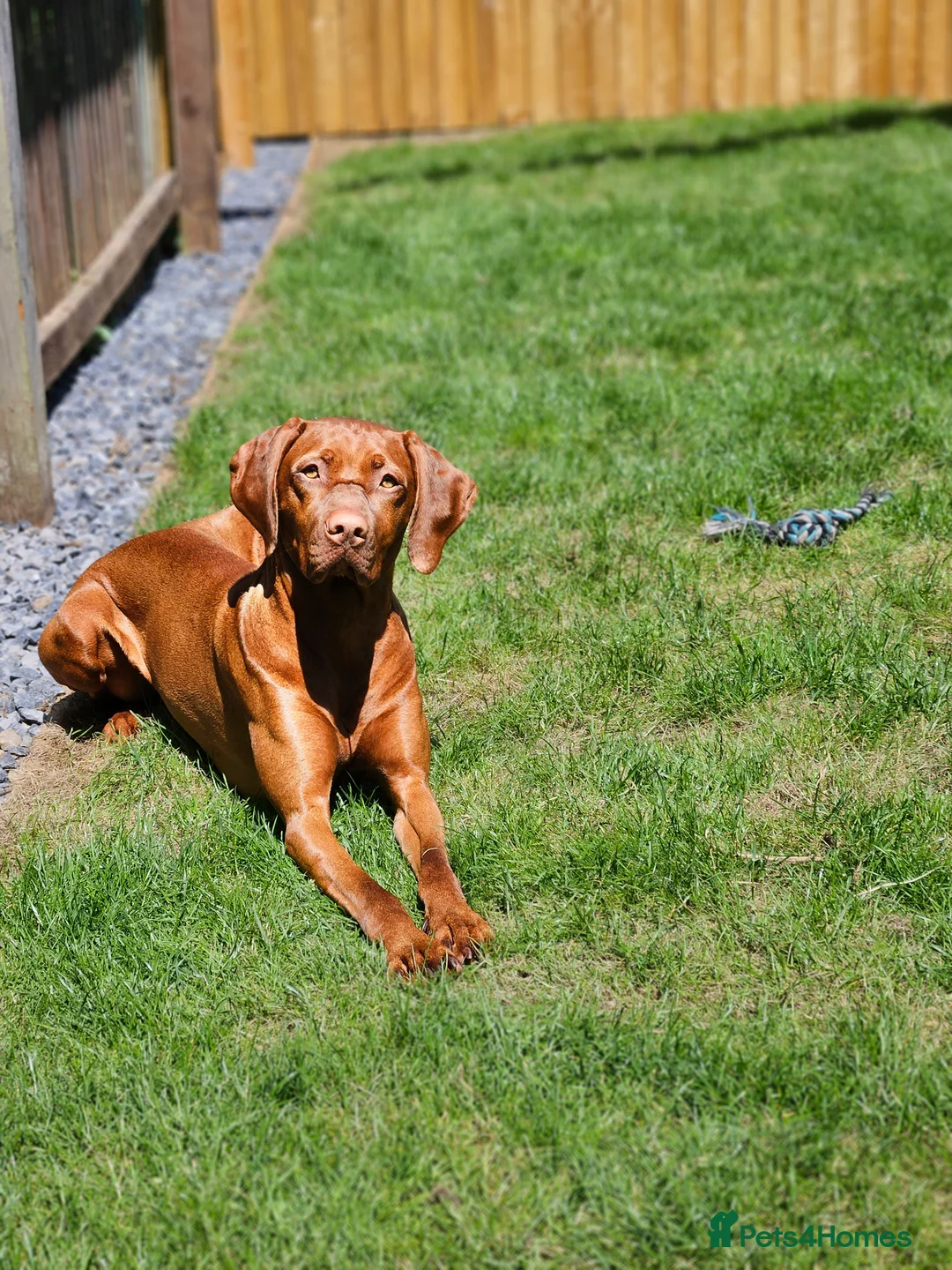Hungarian Vizsla dogs for sale: 🏆🇭🇺 KC Registered fully trained HungarianVizsla - Advert 7