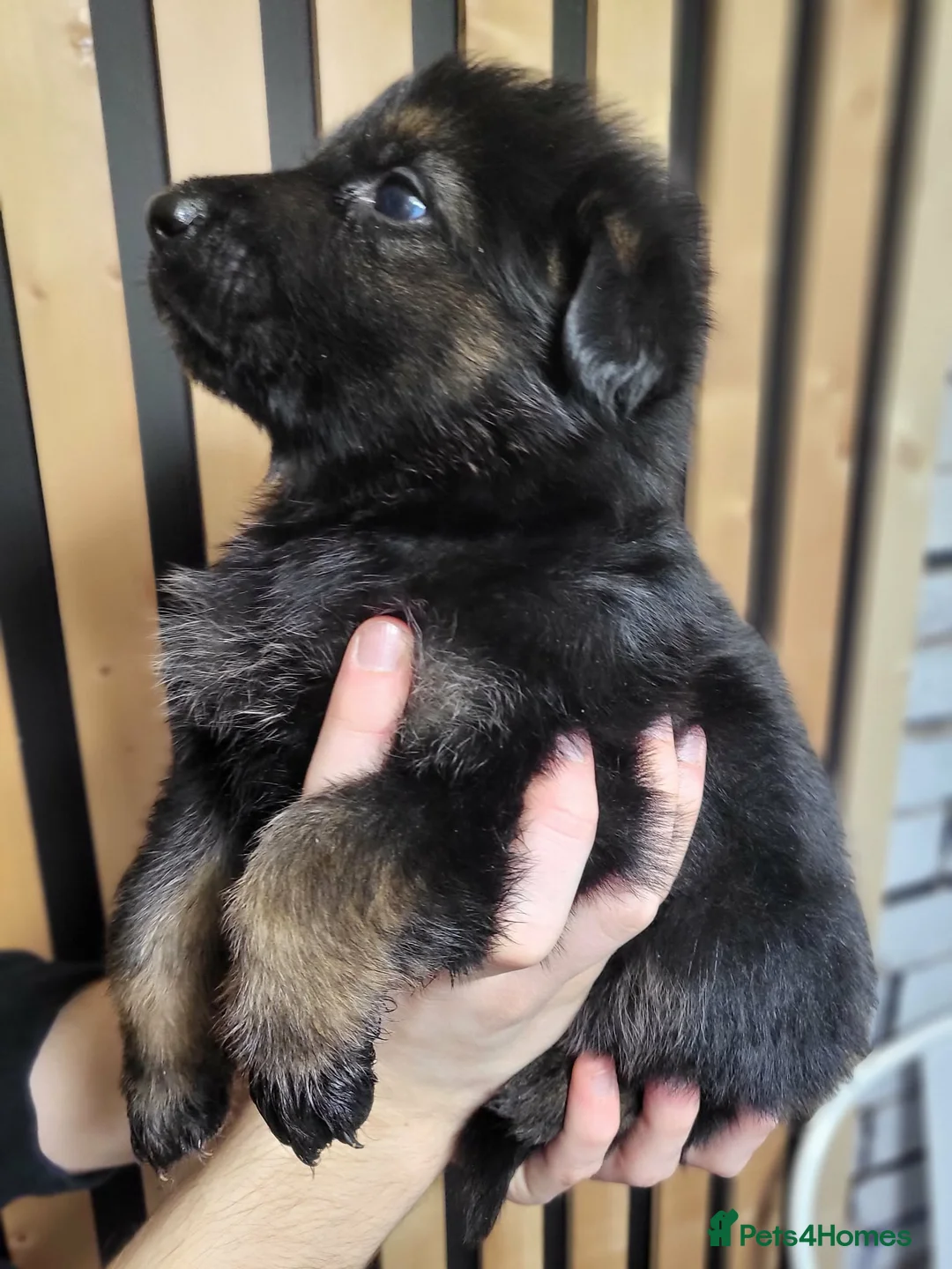 German Shepherd dogs for sale: German Shepherd/Alsatian puppies - Advert 22