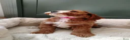 Cockapoo dogs for sale: Gorgeous F1 Cockapoos in Llangammarch Wells - Advert 9