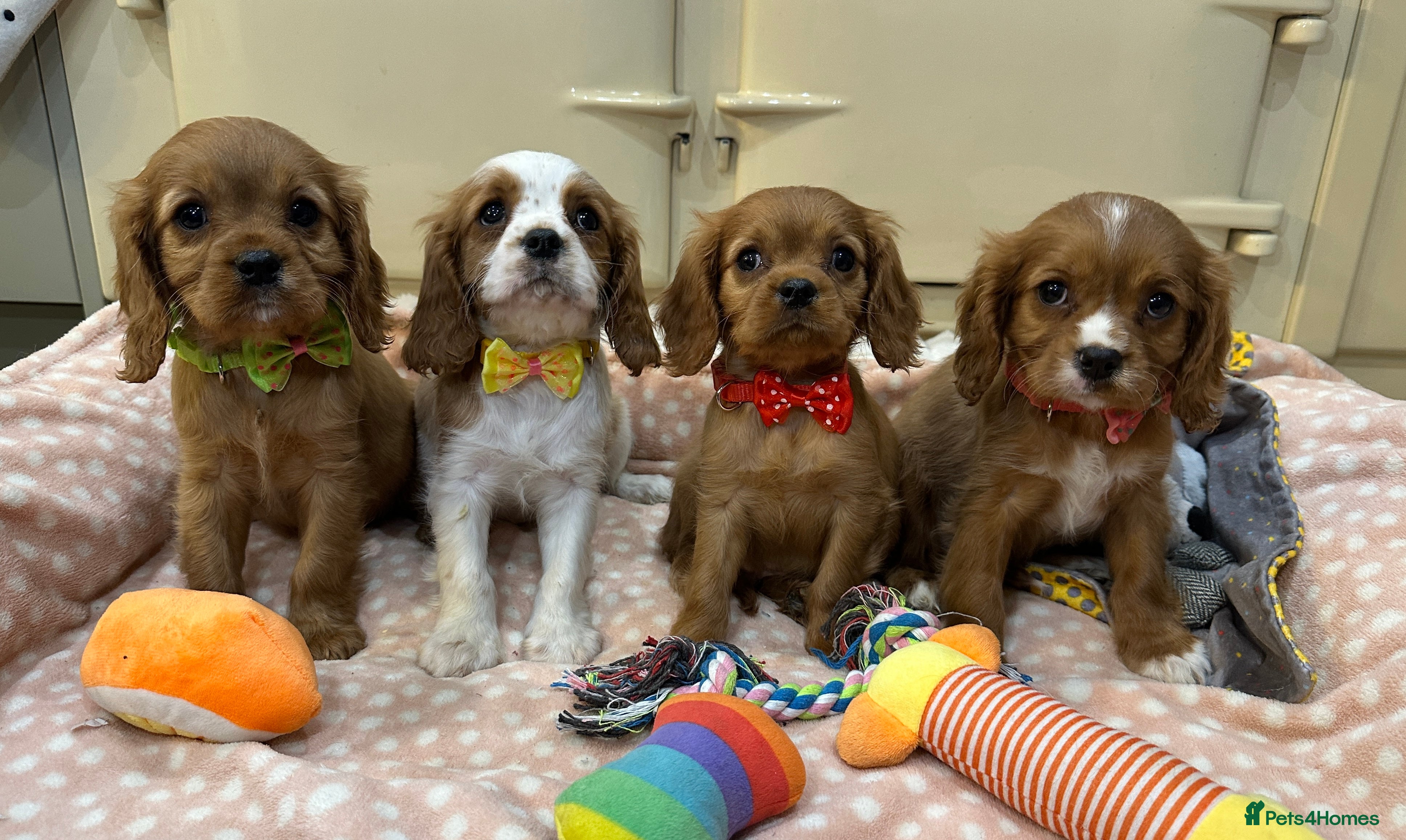 Cavalier King Charles Spaniel dogs Cavalier King Charles Spaniel Puppies - Advert 1