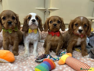 Cavalier King Charles Spaniel dogs Cavalier King Charles Spaniel Puppies - Advert 1