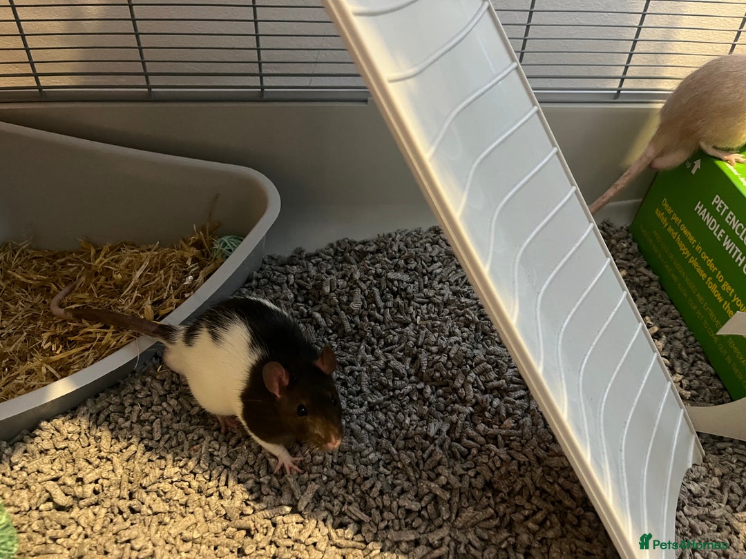 Rat rodents for sale: Free for re home  - Image 3