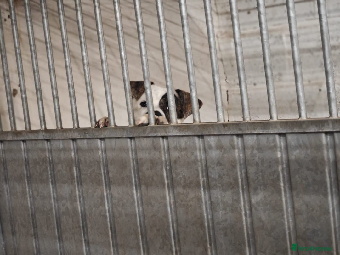 Mixed Breed dogs for adoption: Maggie Mabel - Advert 5