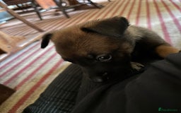 Belgian Shepherd Dog dogs for sale: Belgian Malinois Puppies  - Image 4