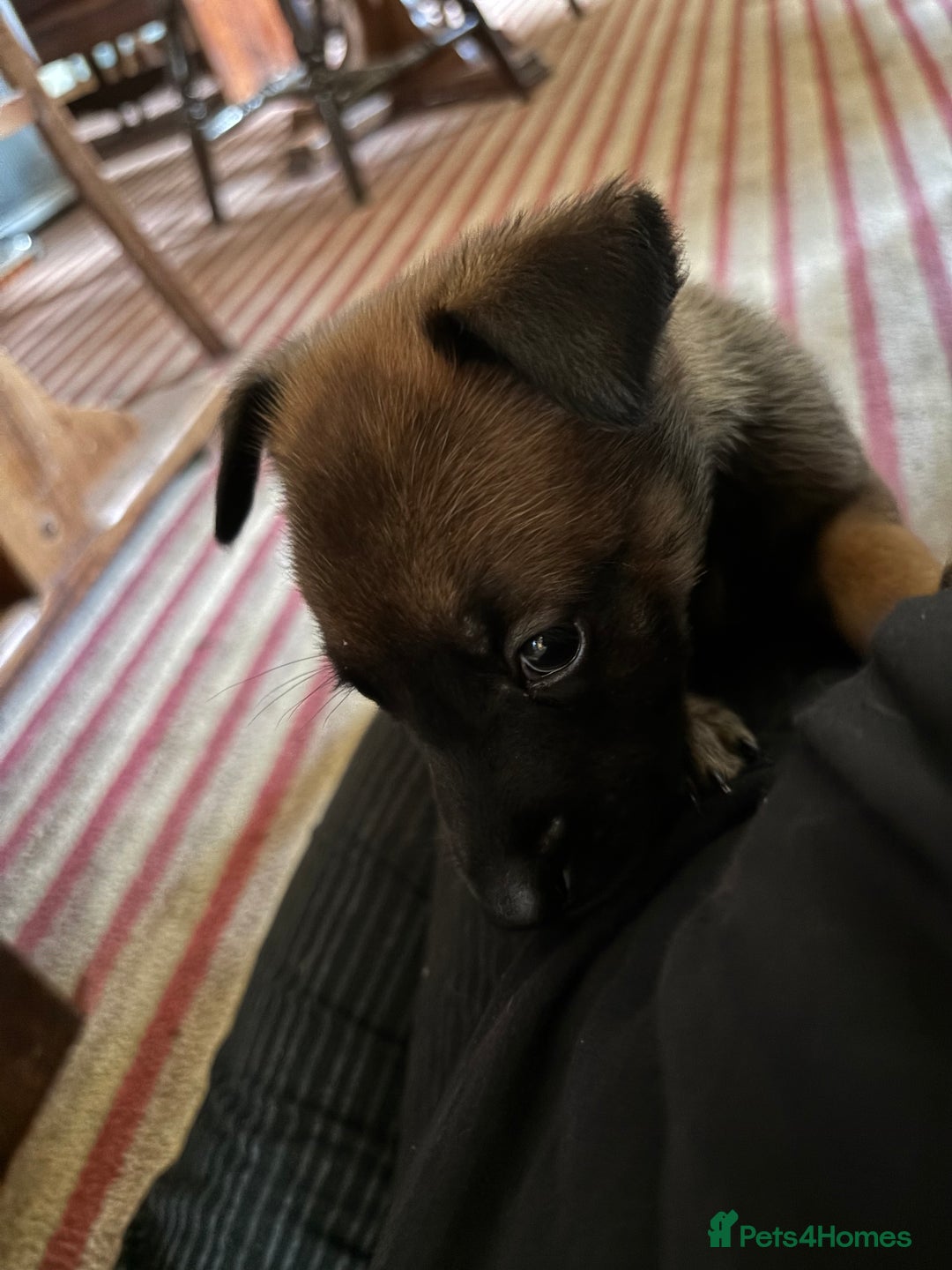 Belgian Shepherd Dog dogs for sale: Belgian Malinois Puppies  - Image 4