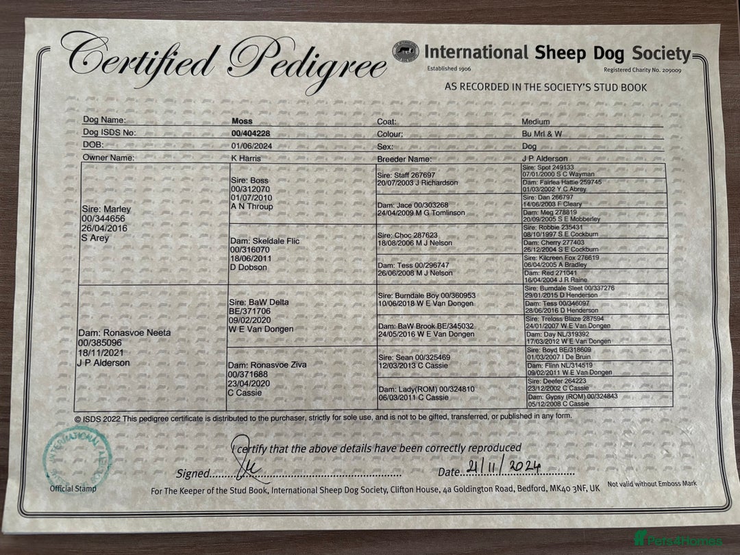 Border Collie dogs for stud: ISDS/KC Registered Blue Merle in Pontypool - Advert 12