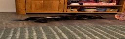 Domestic Shorthair cats for sale: 2 Gorgeous Girls for Re-homing - Advert 19