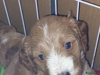 Cockapoo dogs 2 Left Beautiful Cockapoo Puppies, health tested - Advert 8