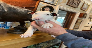 English Bull Terrier dogs - Advert 3
