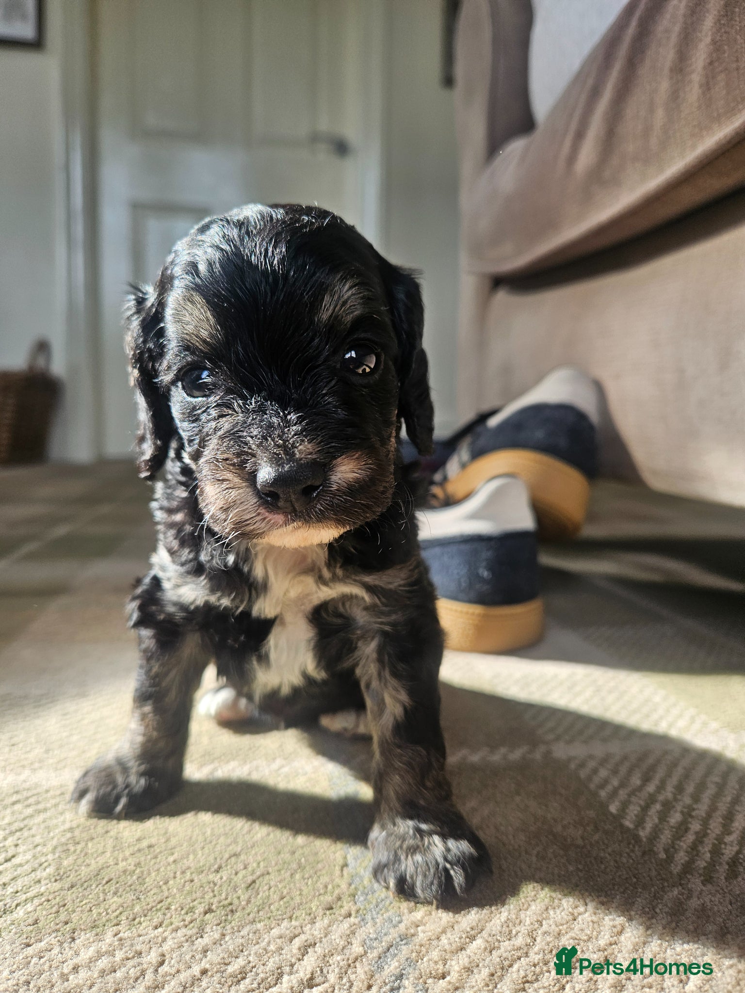 Cockapoo dogs Beautiful Litter of Stunning Cockerpoo Puppies - Advert 2