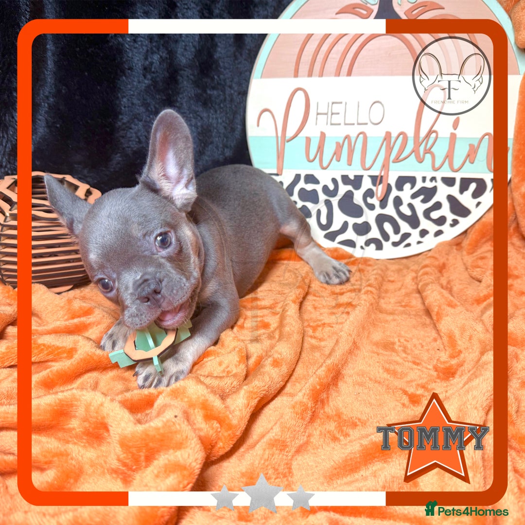 French Bulldog dogs for sale: Hello Pumpkin KC Frenchie Bulldogs A* Ready Soon! - Image 23