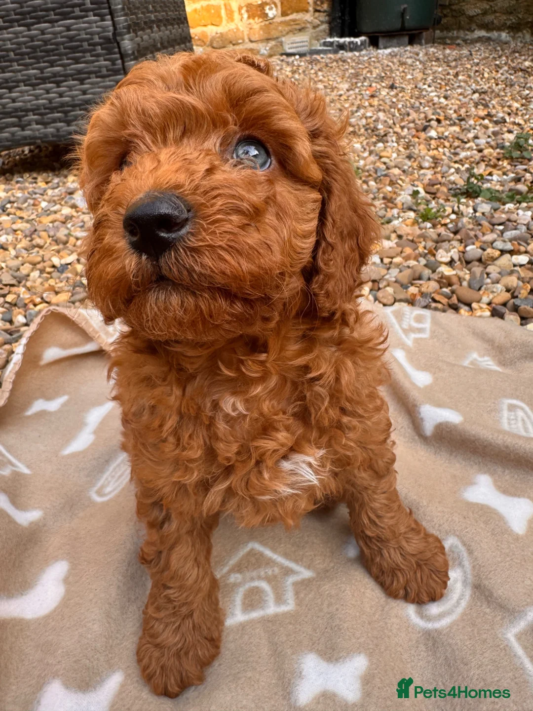 Australian Labradoodle dogs for sale: Double Doodles ( Australian mini labradoodles) - Advert 1