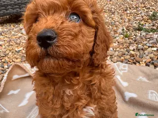 Australian Labradoodle dogs Double Doodles ( Australian mini labradoodles) - Advert 1