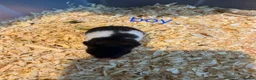 Hamster rodents for sale: Baby syrians - Advert 11
