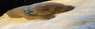 Labrador Retriever 1