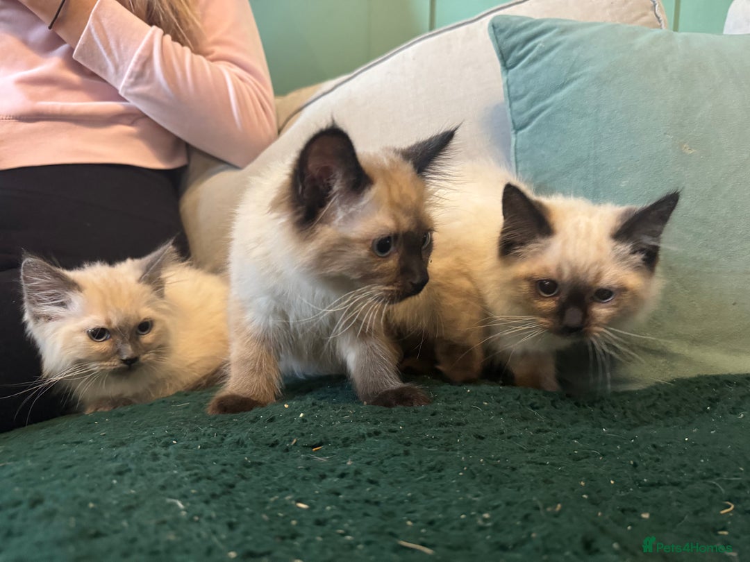 Ragdoll cats for sale: Reduced! Ragdoll kittens ready for new homes now!  - Image 3