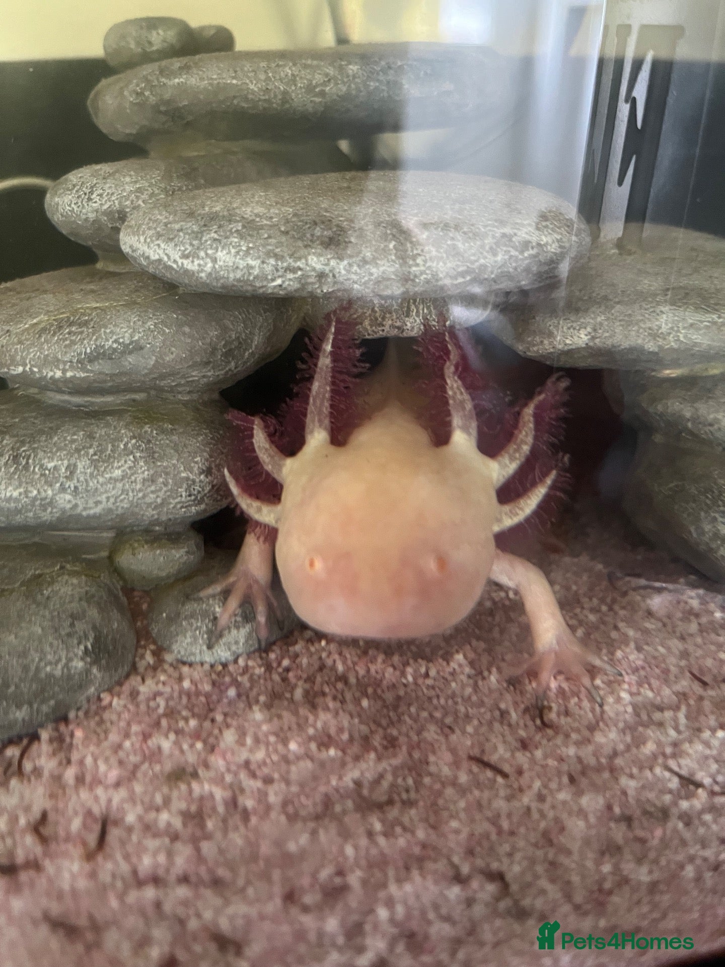 Other/Mixed Breed fish Axolotl comes with starter tank, pump & food  - Advert 1