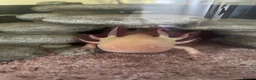 Other/Mixed Breed fish for sale: Axolotl comes with starter tank, pump & food  - Advert 1